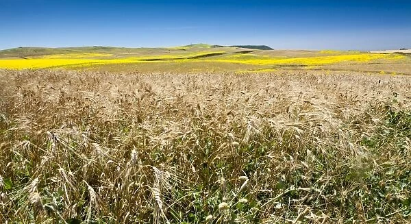Weeds in wheat and summer fields, Cadiz, Andalucia, Spain, Europe