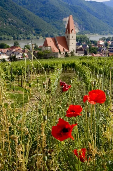 Framed Print : Weissenkirchen Pfarrkirche and vinyards, Wachau, Austria Framed Print : Weissenkirchen Pfarrkirche and vinyards, Wachau, Austria