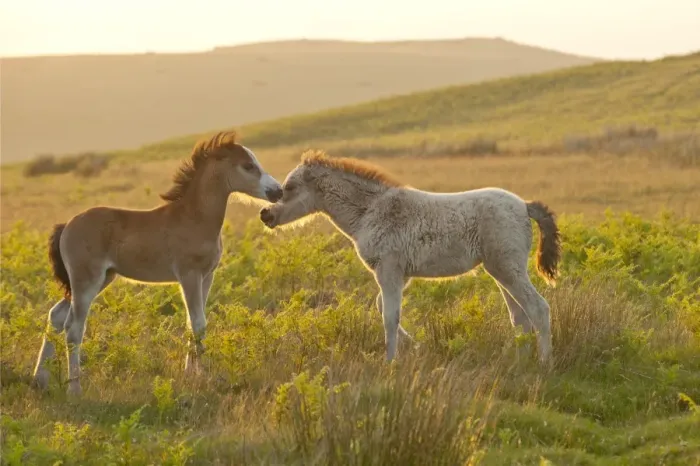 Framed Print : Welsh foals on the Mynydd Epynt moorland, Powys, Wales, United Kingdom, Europe Framed Print : Welsh foals on the Mynydd Epynt moorland, Powys, Wales, United Kingdom, Europe
