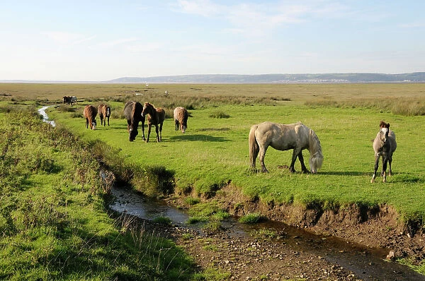 Welsh mountain ponies (Equus caballus) grazing, Llanrhidian salt marshes, The Gower Peninsula, Wales