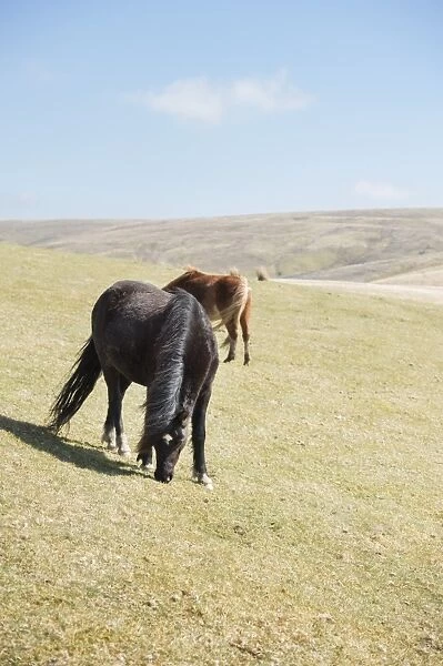 Welsh mountain pony (Welsh pony) and cob (Equus ferus caballus), Wales, United Kingdom