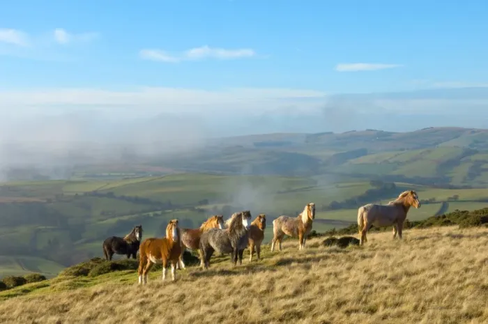 Framed Print : Welsh ponies, Eppynt, Cambrian Mountains, Powys, Wales, United Kingdom, Europe Framed Print : Welsh ponies, Eppynt, Cambrian Mountains, Powys, Wales, United Kingdom, Europe