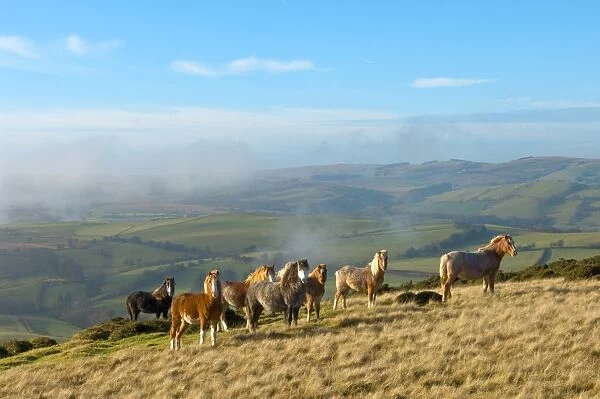 Welsh ponies, Eppynt, Cambrian Mountains, Powys, Wales, United Kingdom, Europe