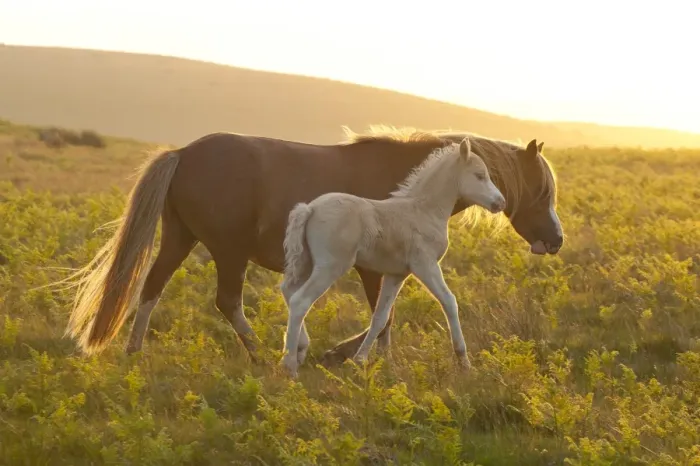 Framed Print : Welsh ponies and foals on the Mynydd Epynt moorland, Powys, Wales, United Kingdom, Europe Framed Print : Welsh ponies and foals on the Mynydd Epynt moorland, Powys, Wales, United Kingdom, Europe