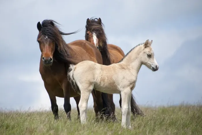 Framed Print : Welsh ponies and foals on the Mynydd Epynt moorland, Powys, Wales, United Kingdom, Europe Framed Print : Welsh ponies and foals on the Mynydd Epynt moorland, Powys, Wales, United Kingdom, Europe