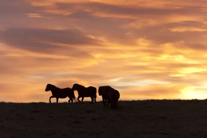 Framed Print : Welsh ponies silhouetted against the dawn sky on the Mynydd Epynt high moorland, Powys Framed Print : Welsh ponies silhouetted against the dawn sky on the Mynydd Epynt high moorland, Powys