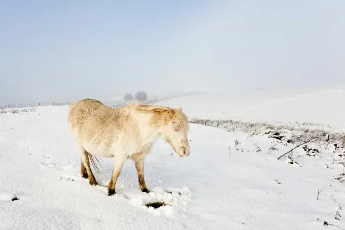 Framed Print : A Welsh pony forages for food under the snow on the Mynydd Epynt moorland, Powys Framed Print : A Welsh pony forages for food under the snow on the Mynydd Epynt moorland, Powys