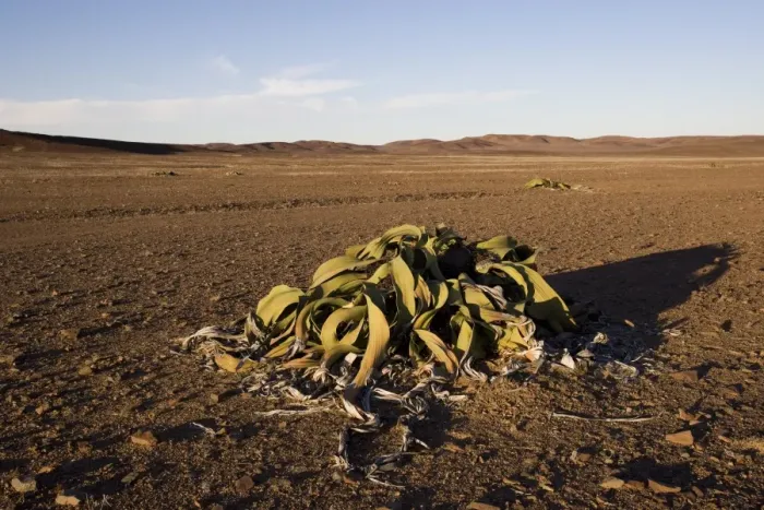 Framed Print : Welwitschia Framed Print : Welwitschia