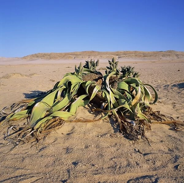 Welwitschia mirabilis, the famous fossil plant, a desert succulent, Namib-Naukluft Park