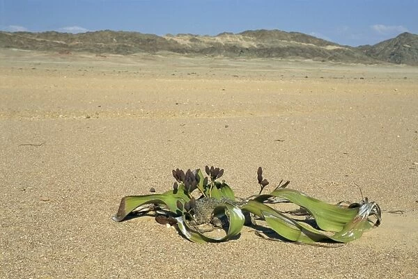 Welwitschia mirabilis plant, Namib-Naukluft National Park, Namibia, Africa