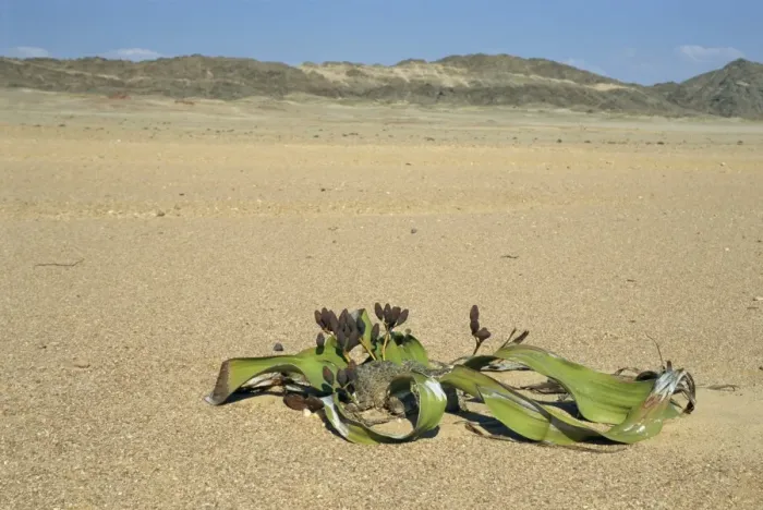 Framed Print : Welwitschia mirabilis plant, Namib-Naukluft National Park, Namibia, Africa Framed Print : Welwitschia mirabilis plant, Namib-Naukluft National Park, Namibia, Africa