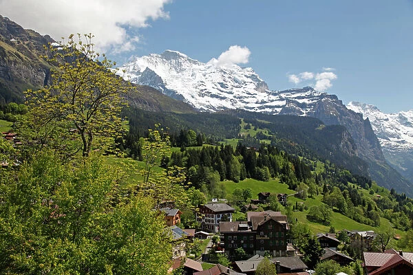 Wengen and Jungfrau, Bernese Alps, Bernese Oberland, Swiss Alps, Switzerland, Europe