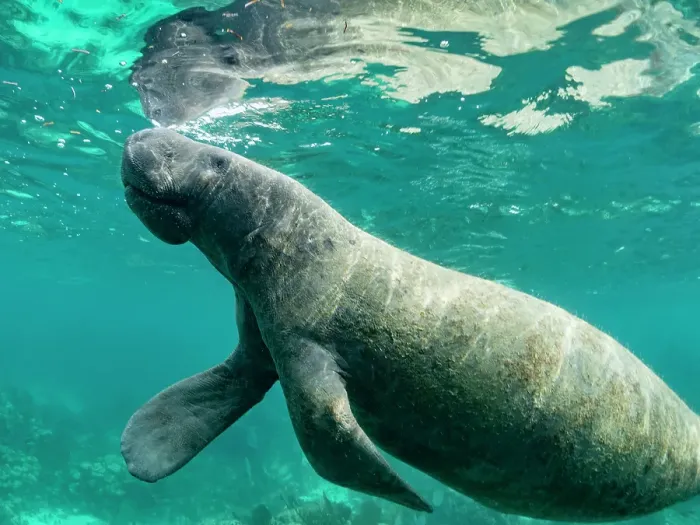 Framed Print : West Indian manatee (Trichechus manatus), on the reef near Caye Caulker, inside the Mesoamerican Barrier Reef, Belize Framed Print : West Indian manatee (Trichechus manatus), on the reef near Caye Caulker, inside the Mesoamerican Barrier Reef, Belize