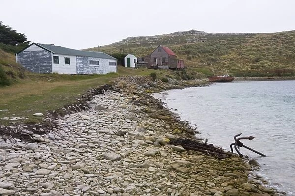 West Point Island, Falkland Islands, South America
