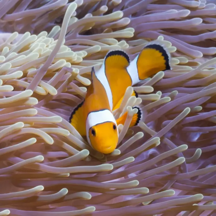 Framed Print : Western clown anemonefish (Amphiprion ocellaris) and sea anemone (Heteractis magnifica), Southern Thailand, Andaman Sea, Indian Ocean, Southeast Asia, Asia Framed Print : Western clown anemonefish (Amphiprion ocellaris) and sea anemone (Heteractis magnifica), Southern Thailand, Andaman Sea, Indian Ocean, Southeast Asia, Asia