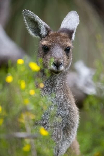 Western gray kangaroo (Macropus fuliginosus), Yanchep National Park, West Australia