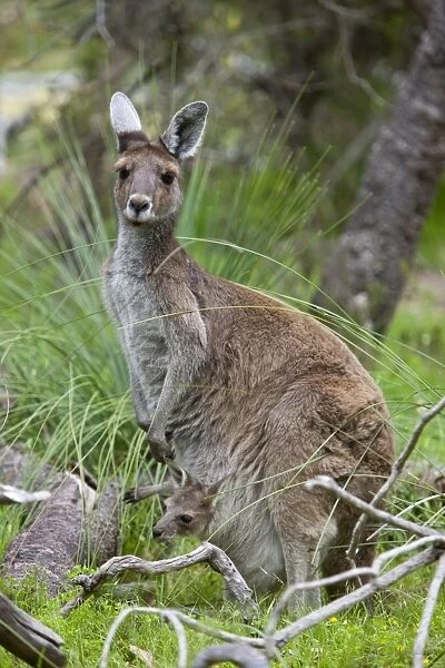 Western gray kangaroo (Macropus fuliginosus) with joey in pouch, Yanchep National Park