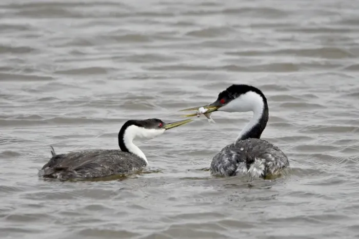 Framed Print : Western grebe (Aechmophorus occidentalis) courtship, Bear River Migratory Bird Refuge Framed Print : Western grebe (Aechmophorus occidentalis) courtship, Bear River Migratory Bird Refuge