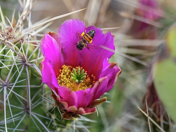 A western honey bee (Apis mellifera), on a strawberry cactus (Echinocereus enneacanthus), Big Bend National Park, Texas, United States of America, North America