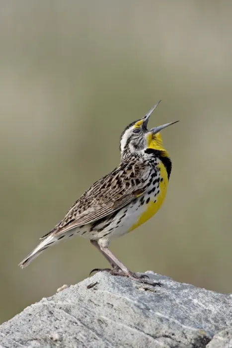 Framed Print : Western meadowlark (Sturnella neglecta) calling, Antelope Island State Park Framed Print : Western meadowlark (Sturnella neglecta) calling, Antelope Island State Park