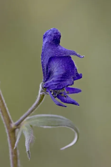 Framed Print : Western monkshood (aconite) (Aconitum columbianum), Gunnison National Forest Framed Print : Western monkshood (aconite) (Aconitum columbianum), Gunnison National Forest