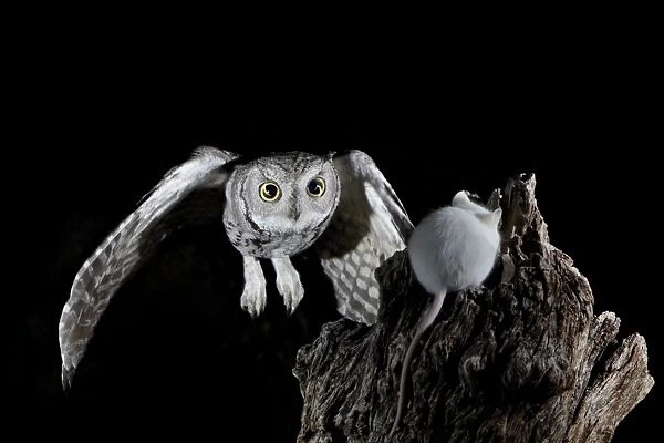 Western screech-owl (Megascops kennicottii) in flight, The Pond, Amado
