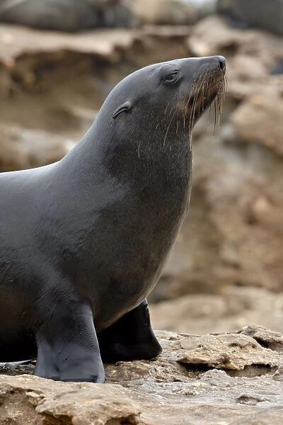 Wet Cape fur seal (South African fur seal) (Arctocephalus pusillus), Elands Bay
