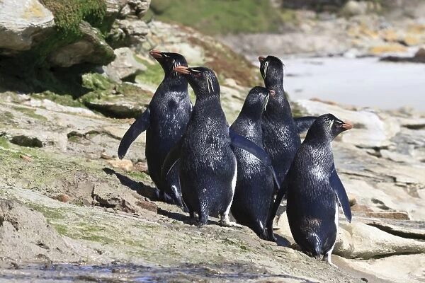 Wet rockhopper penguins (Eudyptes chrysocome) on rocks, the Neck, Saunders Island, Falkland Islands, South America