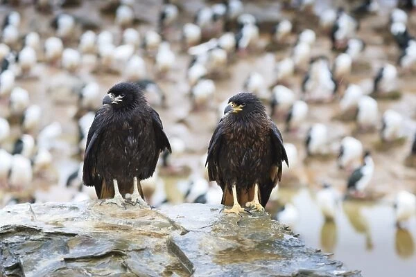 Two wet striated caracara (Phalcoboenus australis) in front of a colony of king cormorants, Sea Lion Island, Falkland Islands, South America