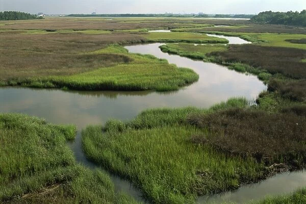 Wetlands of the Cooper River, North Charleston area, South Carolina, United States of America