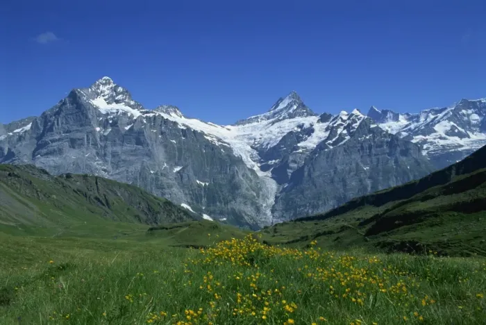 Framed Print : The Wetterhorn and Schreckhorn viewed from First in Framed Print : The Wetterhorn and Schreckhorn viewed from First in
