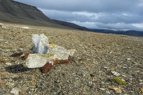 Whale bone on the shore of Diskobukta, Svalbard, Arctic