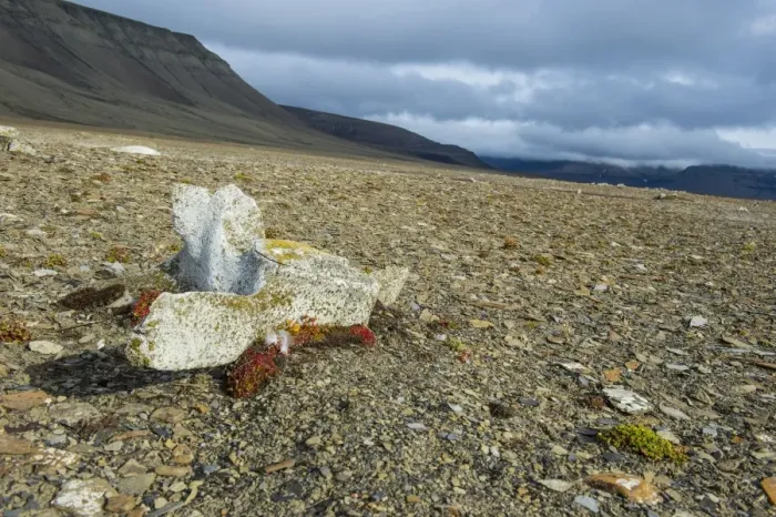 Framed Print : Whale bone on the shore of Diskobukta, Svalbard, Arctic Framed Print : Whale bone on the shore of Diskobukta, Svalbard, Arctic