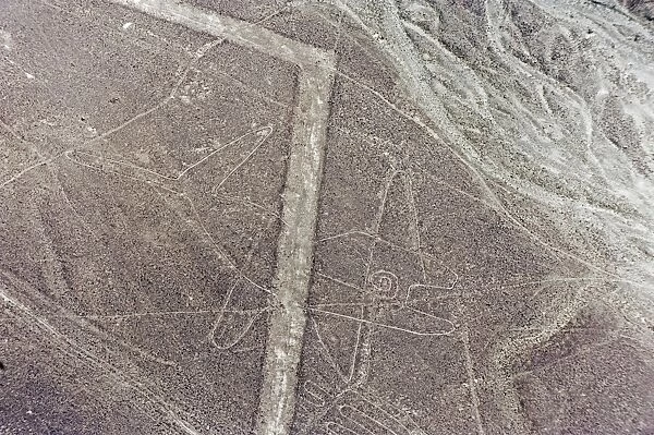 Whale, Lines and Geoglyphs of Nasca, UNESCO World Heritage Site, Peru, South America