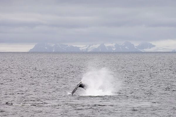Whale near Livingston Island, South Shetland Islands, Antarctica, Polar Regions