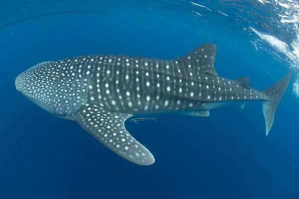 Whale shark, Madagascar, Indian Ocean, Africa