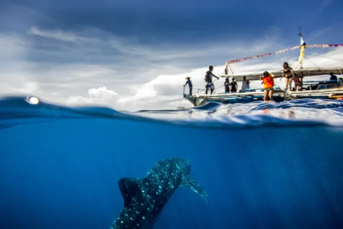 Framed Print : Whale shark (Rhincodon typus) beneath a banca tour boat in Honda Bay, Palawan Framed Print : Whale shark (Rhincodon typus) beneath a banca tour boat in Honda Bay, Palawan