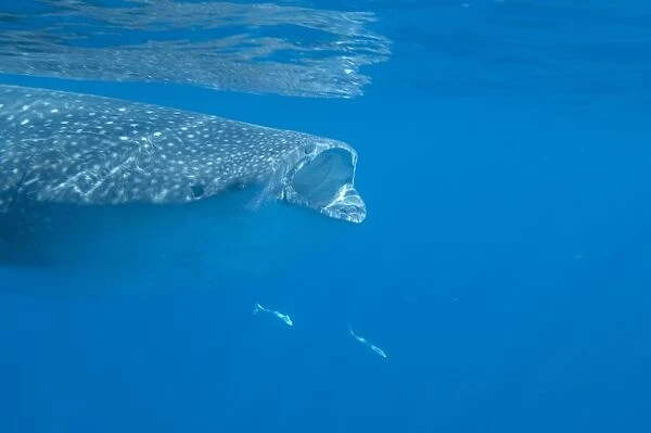 Whale shark (Rhincodon typus) feeding at the surface on zooplankton, mouth open, known as ram feeding, Yum Balam Marine Protected Area, Quintana Roo, Mexico, North America