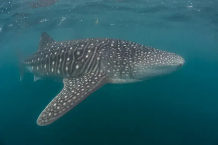 Framed Print : Whale shark (Rhincodon typus), filter feeding underwater off El Mogote, near La Paz Framed Print : Whale shark (Rhincodon typus), filter feeding underwater off El Mogote, near La Paz