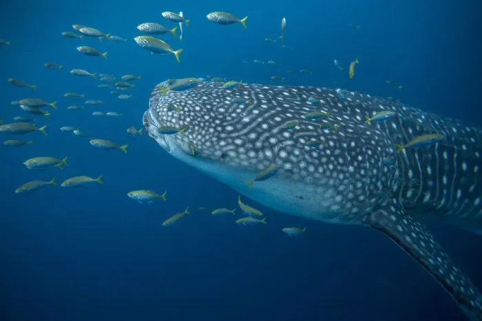 Framed Print : Whale shark (Rhincodon typus) with golden trevally (Gnathanodon speciosus), Honda Bay Framed Print : Whale shark (Rhincodon typus) with golden trevally (Gnathanodon speciosus), Honda Bay
