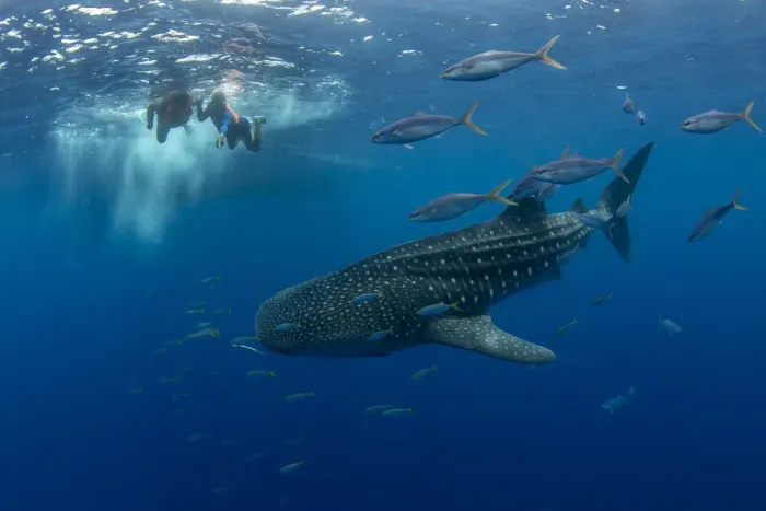 Framed Print : Whale shark (Rhincodon typus) with rainbow runner observed by a tourist and guide Framed Print : Whale shark (Rhincodon typus) with rainbow runner observed by a tourist and guide