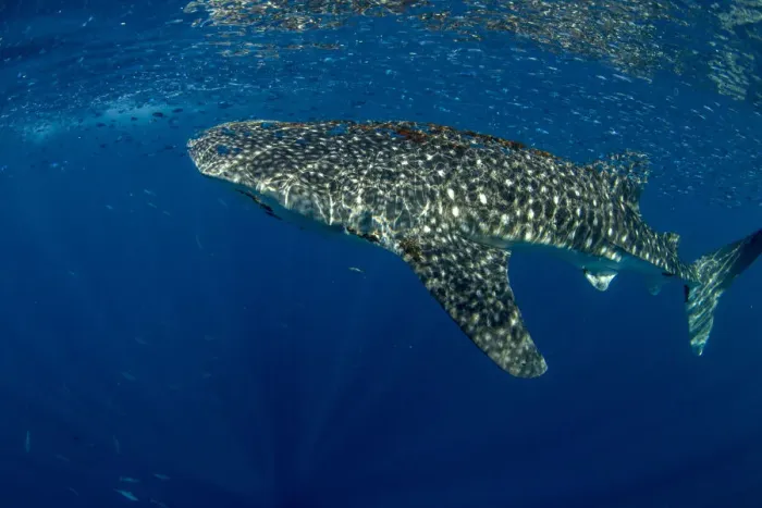 Framed Print : Whale shark (Rhincodon typus) with shoal of fish on the surface), Honda Bay, Palawan Framed Print : Whale shark (Rhincodon typus) with shoal of fish on the surface), Honda Bay, Palawan