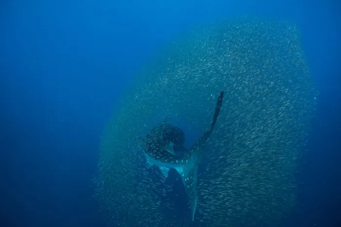 Framed Print : Whale shark (Rhincodon typus) surrounded by a shoal of fish evading predation, Honda Bay Framed Print : Whale shark (Rhincodon typus) surrounded by a shoal of fish evading predation, Honda Bay