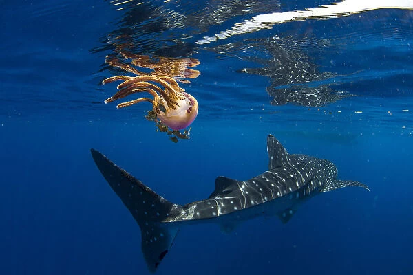 Whale shark (Rhincodon typus) swimming past a jellyfish (Thysanostoma loriferum)