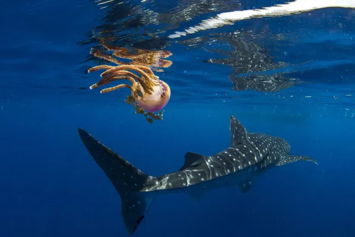 Framed Print : Whale shark (Rhincodon typus) swimming past a jellyfish (Thysanostoma loriferum) Framed Print : Whale shark (Rhincodon typus) swimming past a jellyfish (Thysanostoma loriferum)