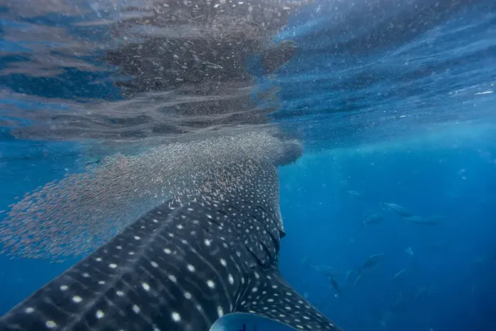 Framed Print : Whale shark (Rhincodon typus) vertical suction feeding on a shoal of red fish, Honda Bay Framed Print : Whale shark (Rhincodon typus) vertical suction feeding on a shoal of red fish, Honda Bay