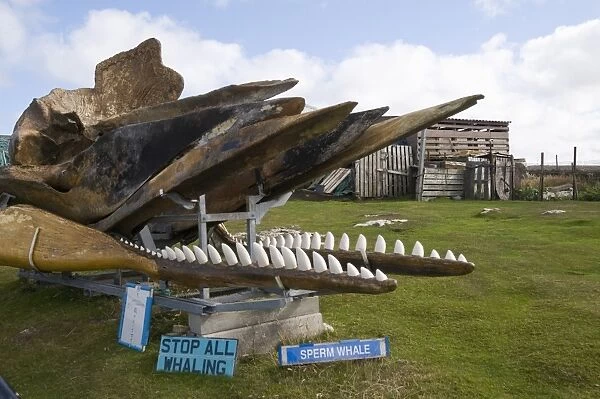 Whale skeleton in private garden, Port Stanley, Falkland Islands, South America