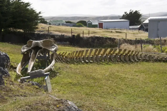 Framed Print : Whale skeleton in private garden, Port Stanley, Falkland Islands, South America Framed Print : Whale skeleton in private garden, Port Stanley, Falkland Islands, South America