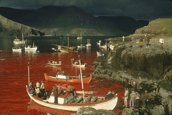 Whaling in earlier times, Faroe Islands, Denmark, Europe