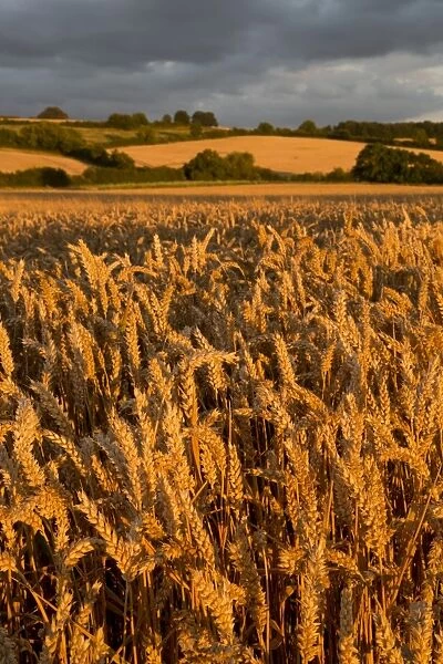 Wheat in evening sunlight, near Chipping Campden, Cotswolds, Gloucestershire, England